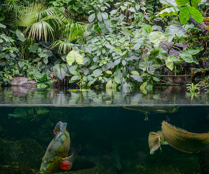 _DSC0044 Aquarium.