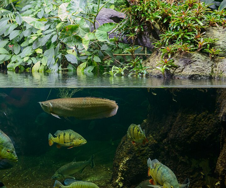 _DSC0047 Aquarium.