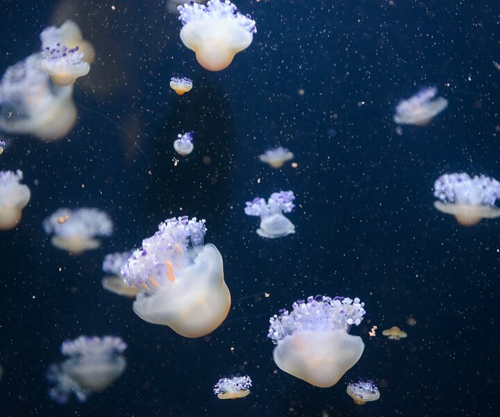 _DSC0062 Jellyfish.