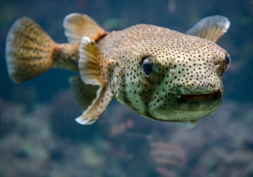 At the Aquarium At the Aquarium of the Berlin Zoo.