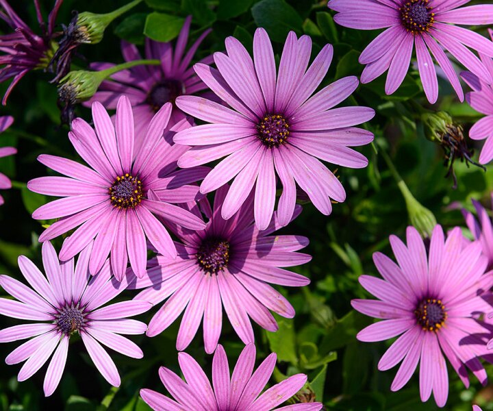 _DSC0064 Flowers.