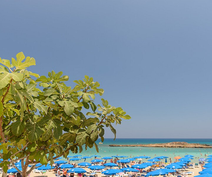 _DSC0029 At Fig Tree Bay, a fig tree to the left.