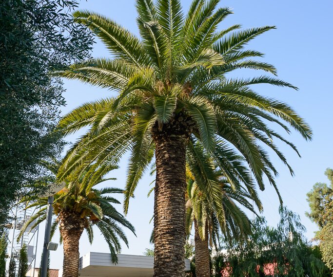 _DSC0028 Palm trees by the pool at Alasia hotel in Limassol.
