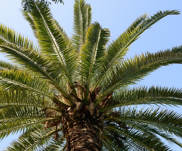 _DSC0031 Palm tree.