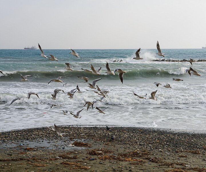 _DSC0008 Seagulls.