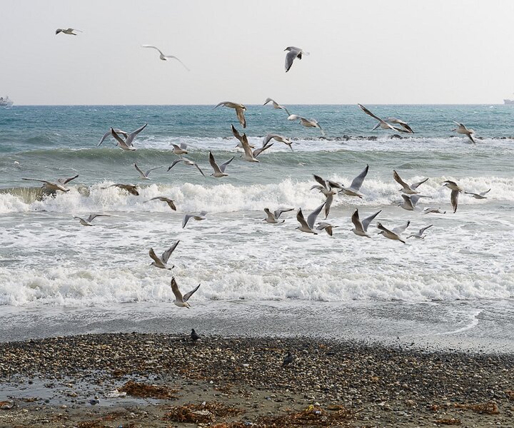 _DSC0009 Seagulls.