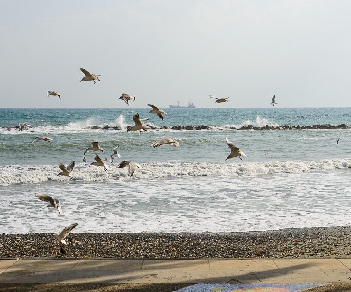 _DSC0015 Seagulls.