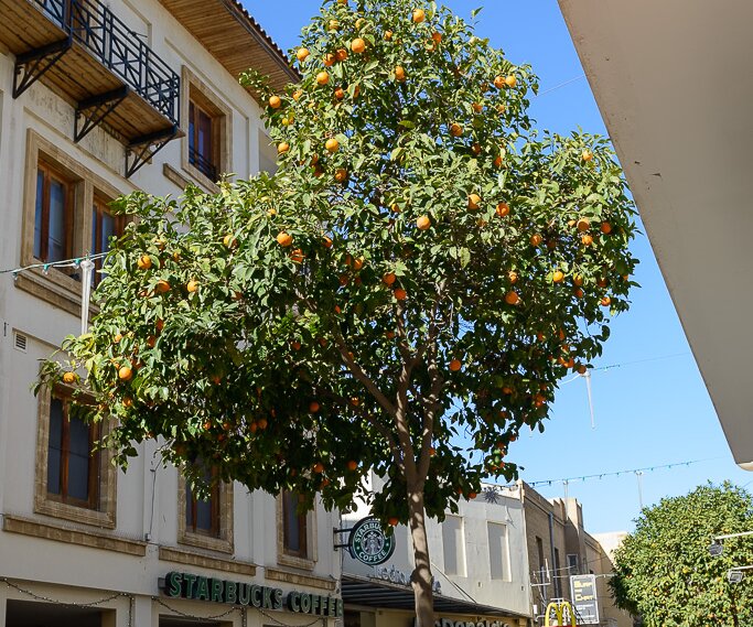 _DSC0025 Orange tree at Ledra street in Nicosia.