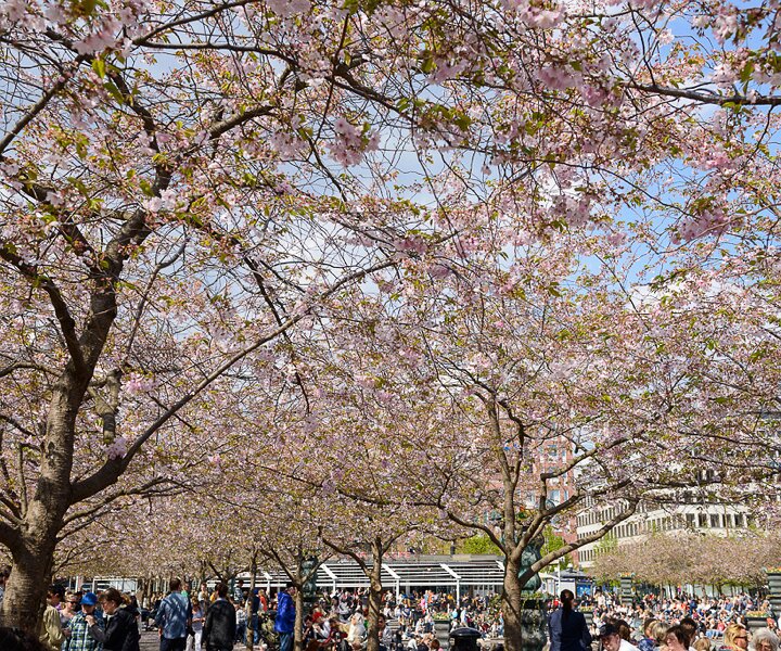 _DSC0010 The beautiful flowers of the cherry trees in bloom.