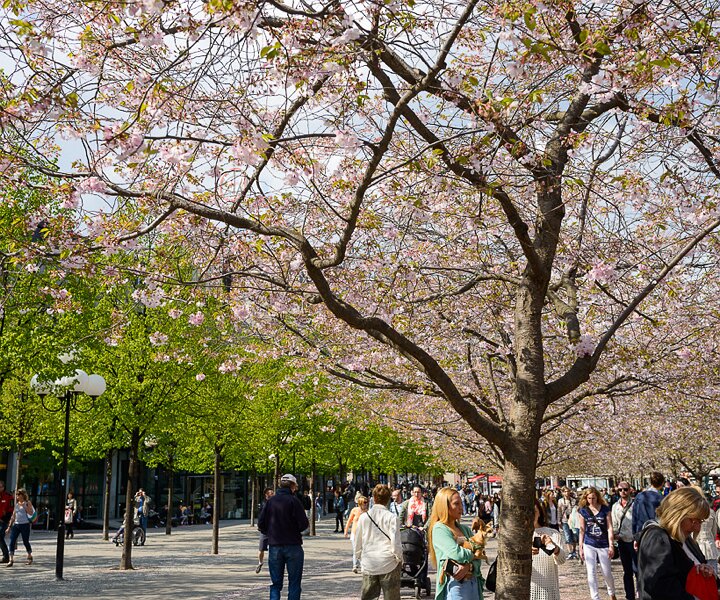 _DSC0012 Enjoying spring under the cherry trees in bloom in Kungsträdgården.