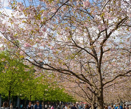 _DSC0013 Enjoying spring under the cherry trees in bloom in Kungsträdgården.