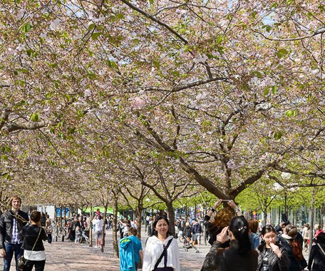 _DSC0033 Enjoying spring under the cherry trees in bloom in Kungsträdgården.