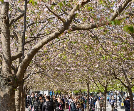 _DSC0036 Enjoying spring under the cherry trees in bloom in Kungsträdgården.
