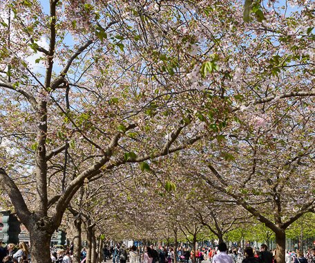 _DSC0040 Enjoying spring under the cherry trees in bloom in Kungsträdgården.