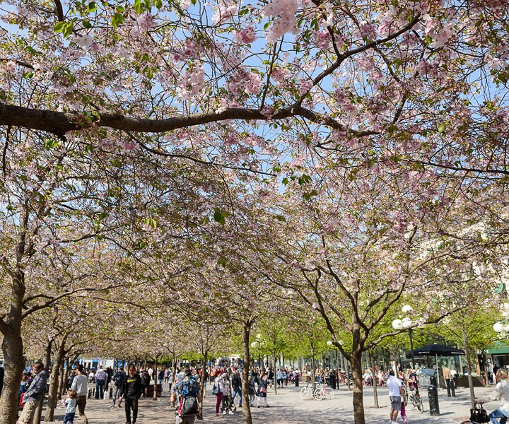 _DSC0044 The beautiful flowers of the cherry trees in bloom.
