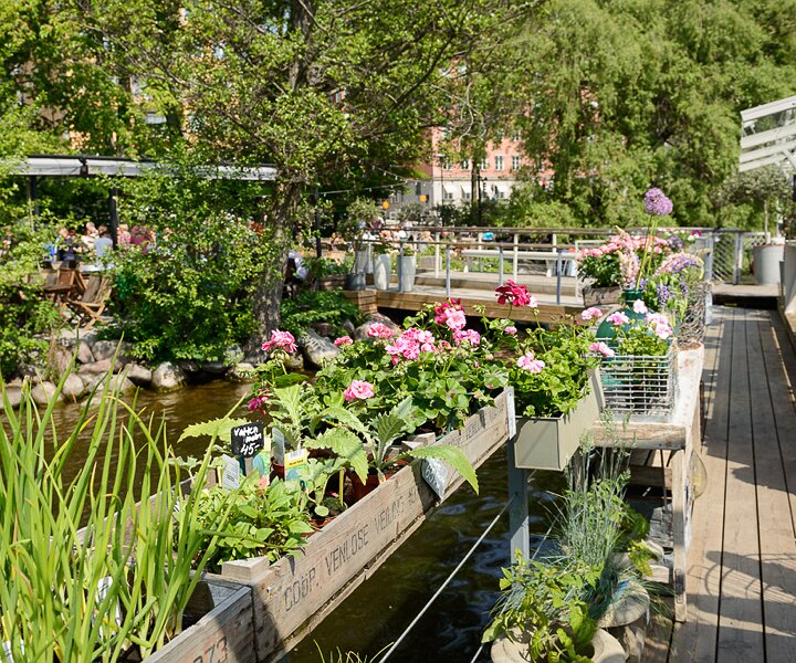 _DSC0036 Plants and flowers at Mälarpaviljongen.