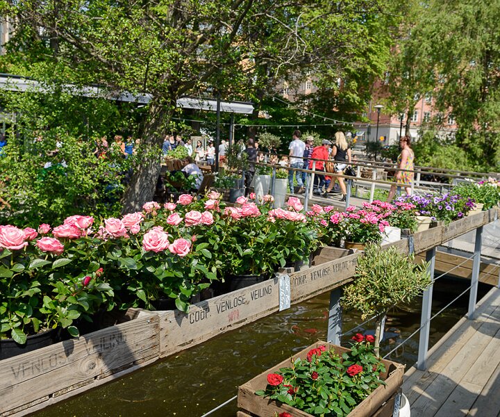 _DSC0039 Roses at Mälarpaviljongen.