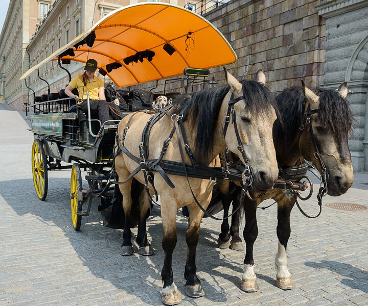 _DSC0006 Horses with carriage outside the Royal Palace.