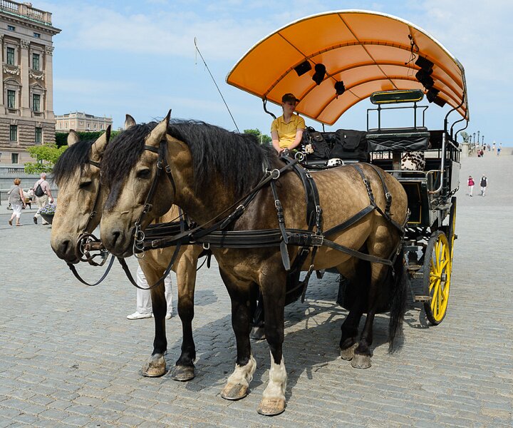 _DSC0016 Horses with carriage outside the Royal Palace.