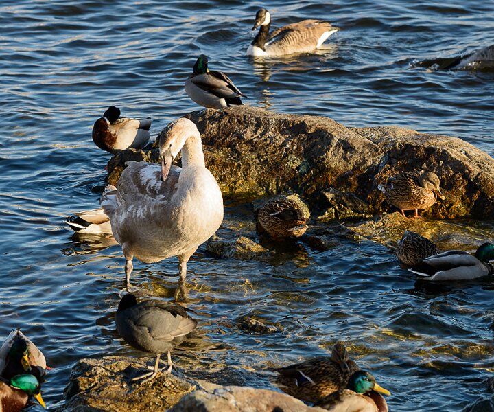 _DSC0057 Birds at Strömmen.