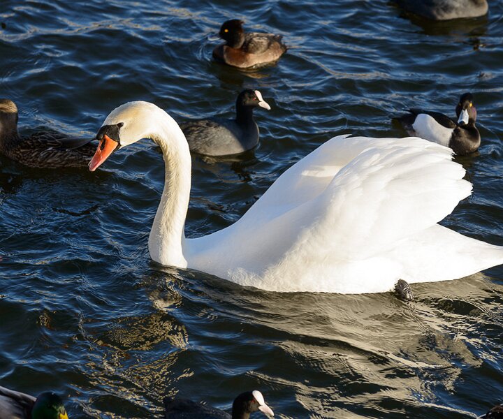 _DSC0071 Swan at Strömmen.