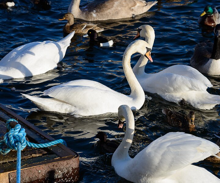 _DSC0072 Swans at Strömmen.