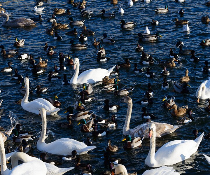 _DSC0073 Birds at Strömmen.
