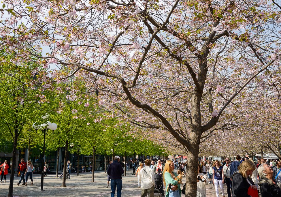 Kungsträdgården in May Kungsträdgården in Stockholm in May.