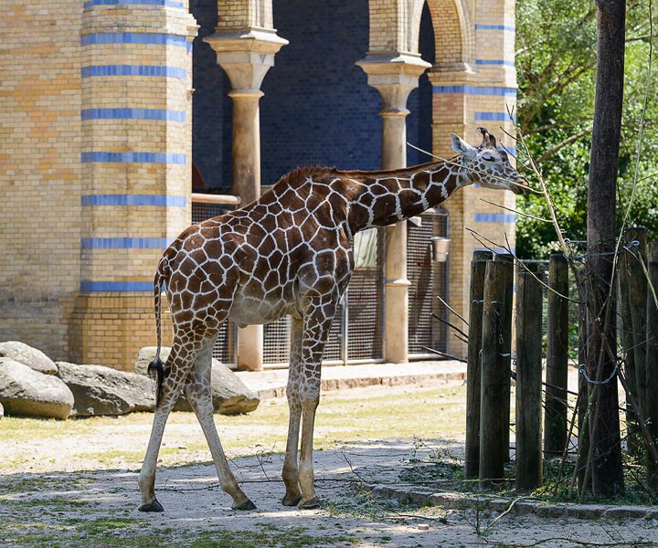 _DSC0026 Giraffe at the Berlin Zoo.