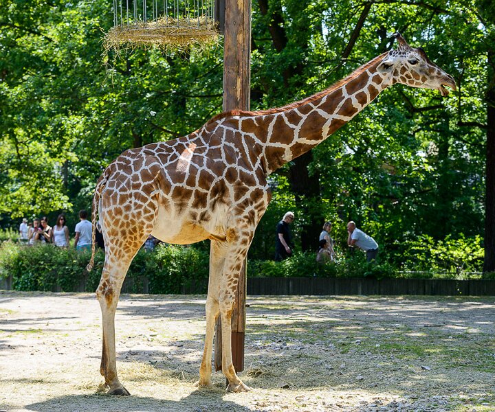_DSC0029 Giraffe at the Berlin Zoo.