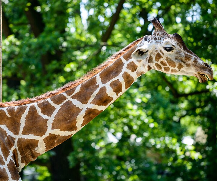 _DSC0031 Giraffe at the Berlin Zoo.
