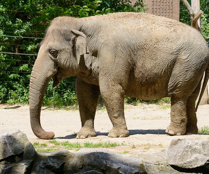 _DSC0037 Elephant at the Berlin Zoo.