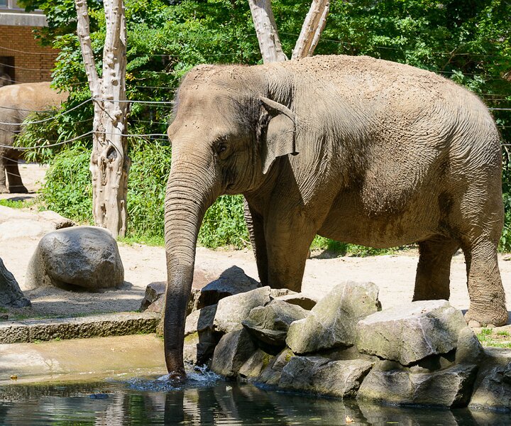 _DSC0040 Elephant at the Berlin Zoo.