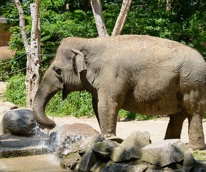 _DSC0042 Elephant drinking water at the Berlin Zoo.