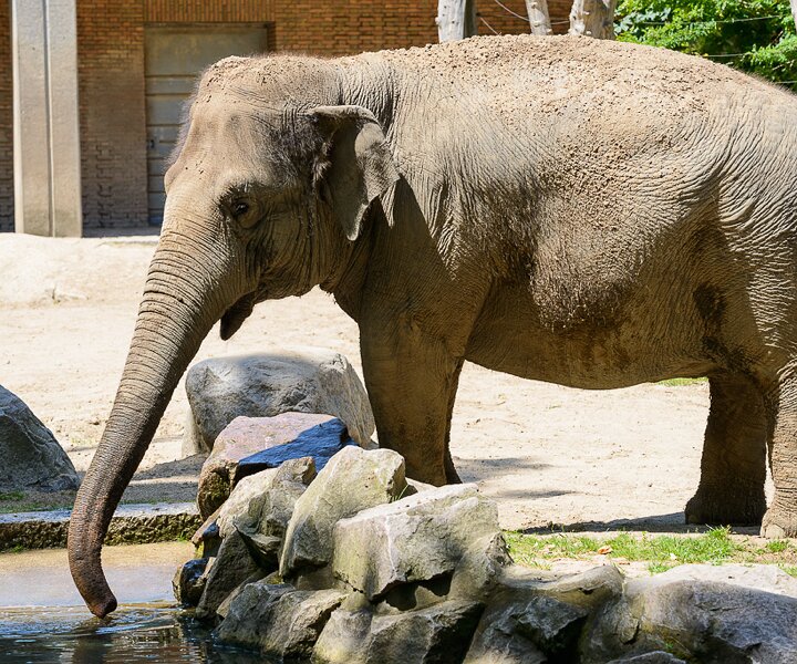 _DSC0044 Elephant at the Berlin Zoo.