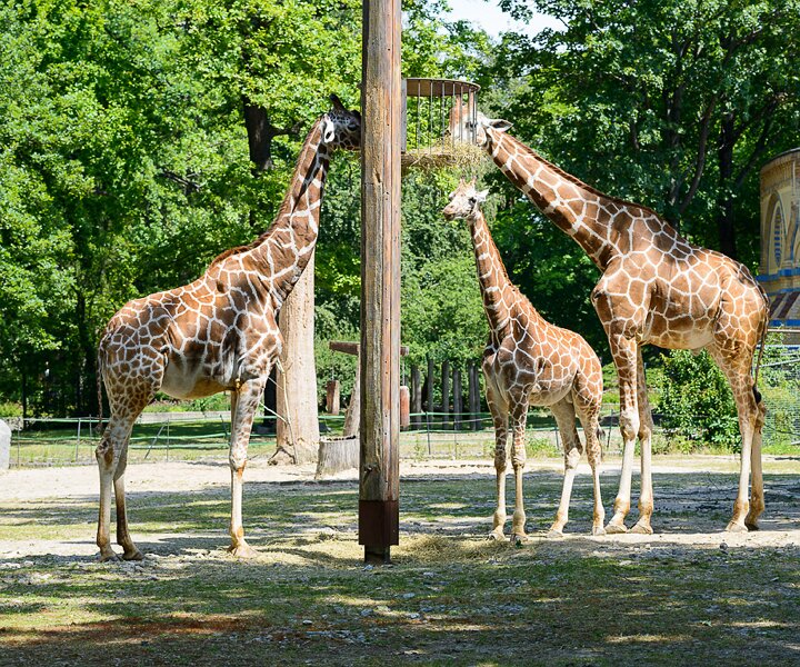 _DSC0048 Giraffes eating at the Berlin Zoo.