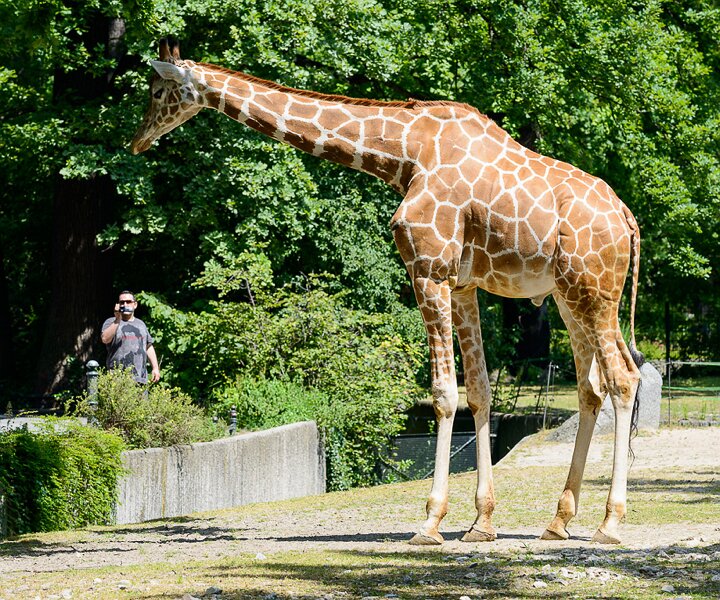 _DSC0052 Giraffe at the Berlin Zoo.
