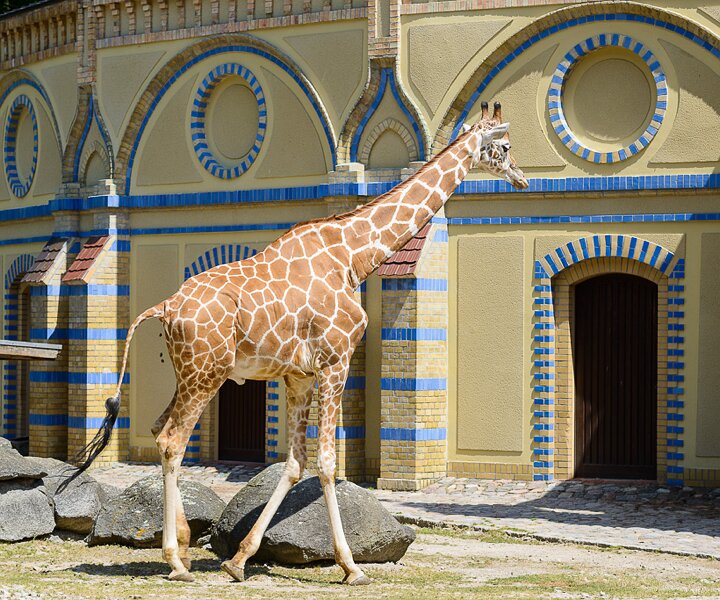 _DSC0059 Giraffe at the Berlin Zoo.