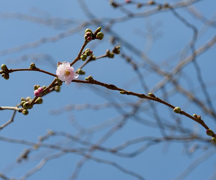 _DSC0011 A first flower on the cherry trees in Kungsträdgården.