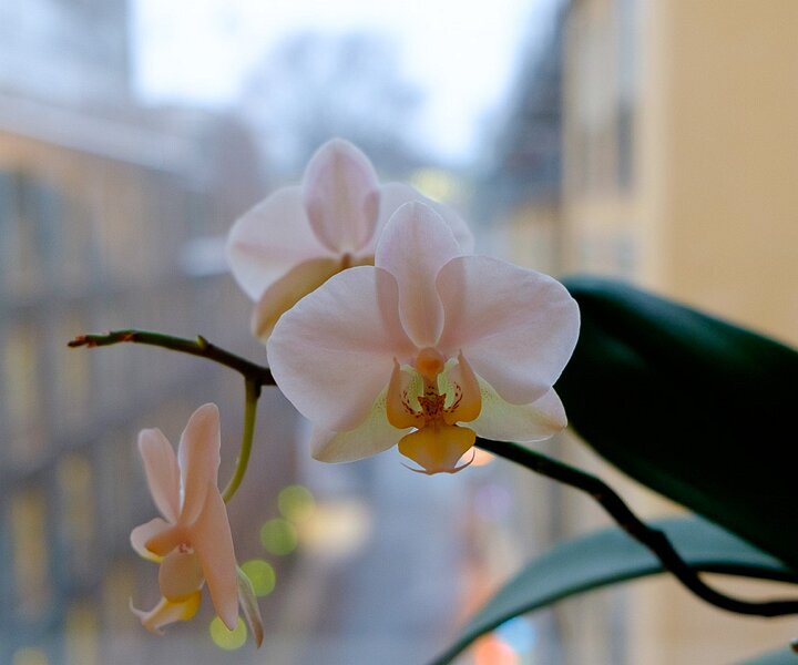 DSCF1564 Orchid flower in the window.