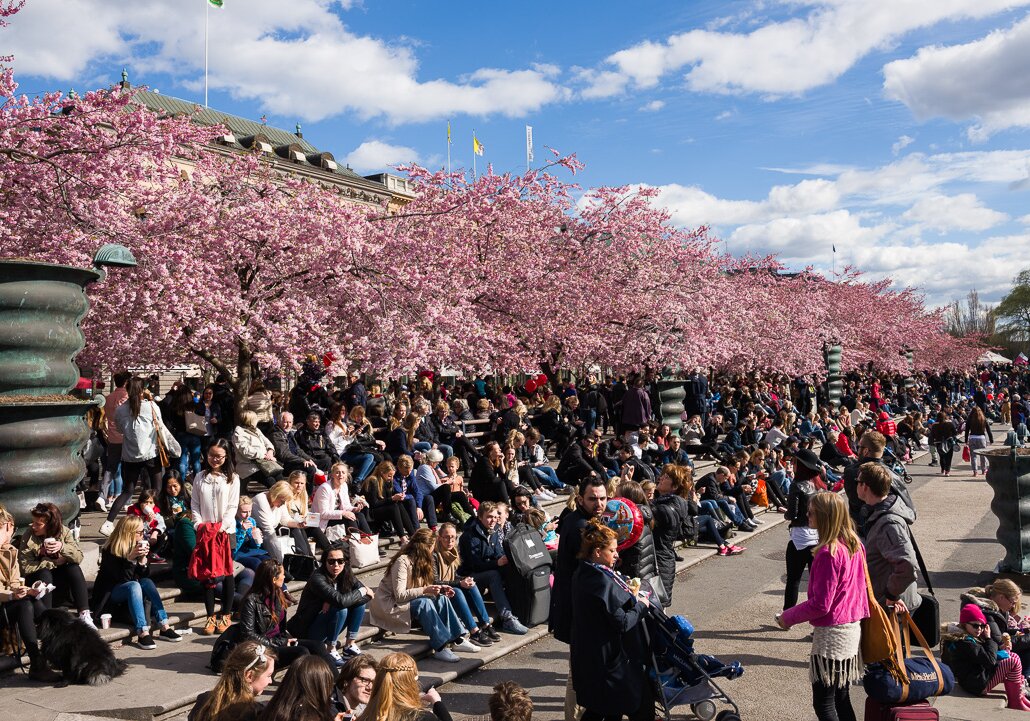 Cherry blossom in Kungsträdgården