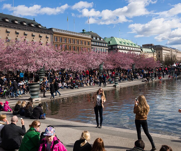 _DSC0002 People enjoying the spring sun and cherry blossoms in Kungsträdgården.