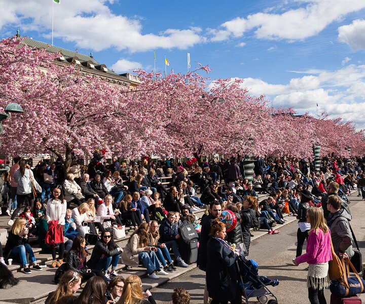 _DSC0008 People enjoying the spring sun and cherry blossoms in Kungsträdgården.