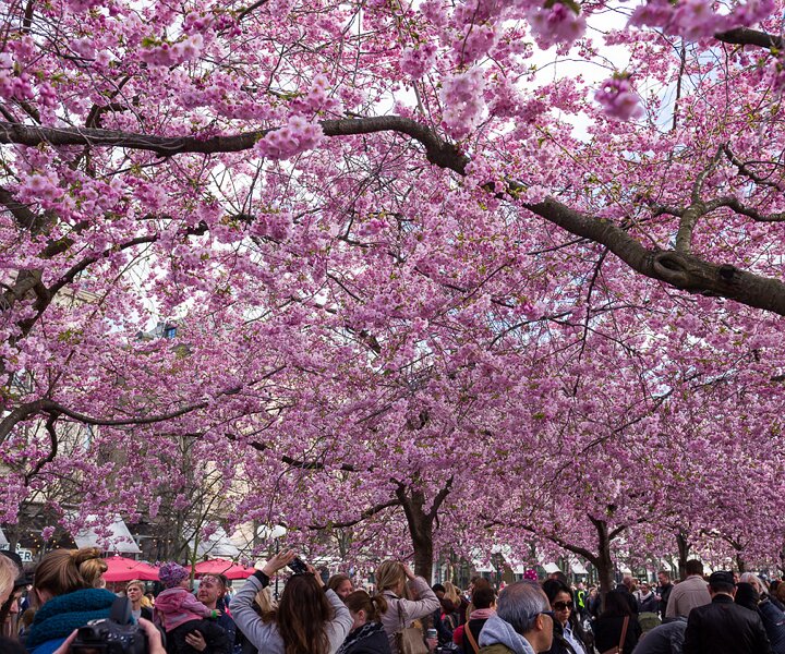 _DSC0011 Cherry blossoms in Kungsträdgården.
