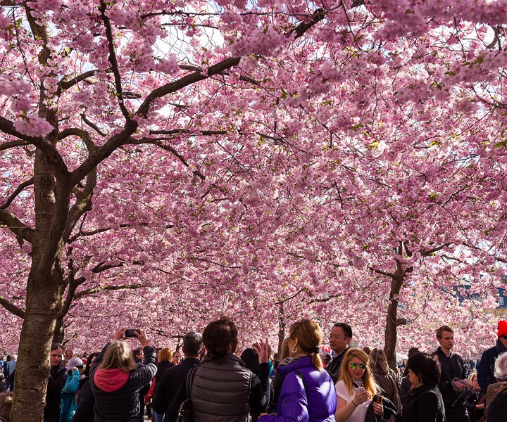 _DSC0016 Cherry blossoms in Kungsträdgården.