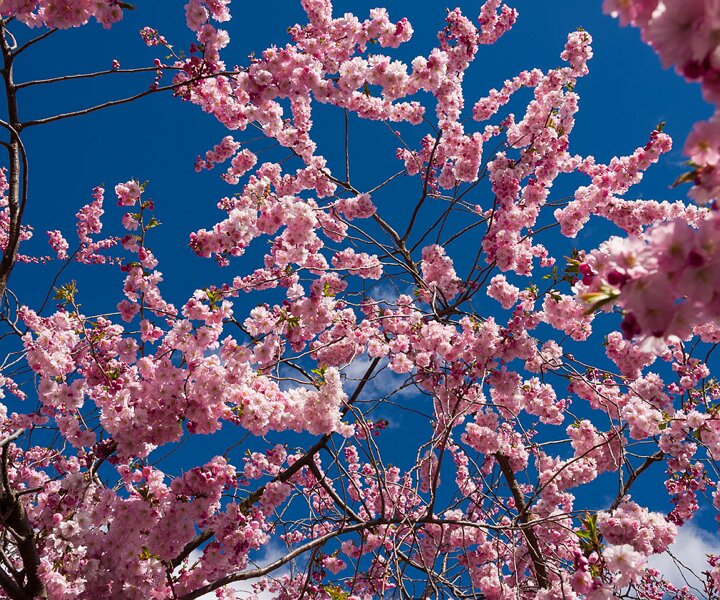 _DSC0021 Cherry blossoms in Kungsträdgården.