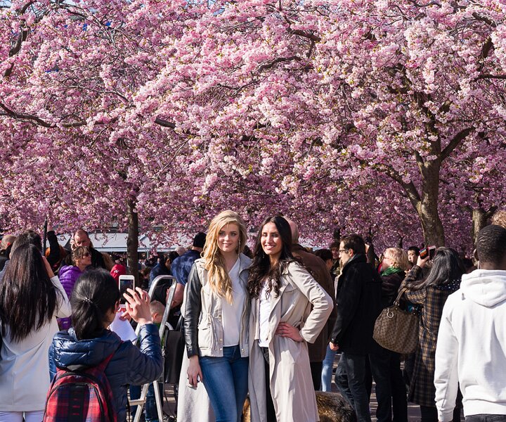 _DSC0028 People enjoying the spring sun and cherry blossoms in Kungsträdgården.