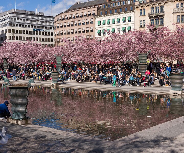 _DSC0047 People enjoying the spring sun and cherry blossoms in Kungsträdgården.