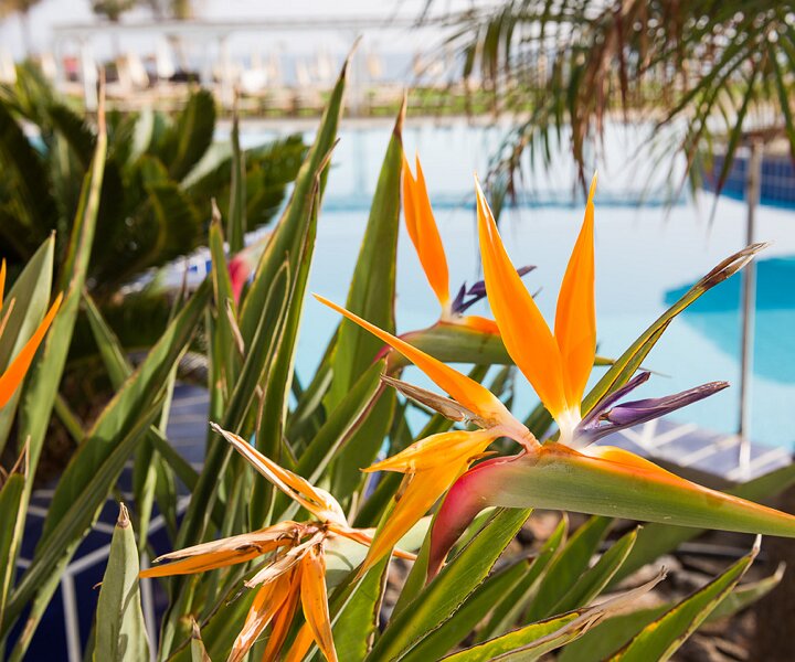 _DSC8320 Flowers by the pool area at Capo Bay hotel.