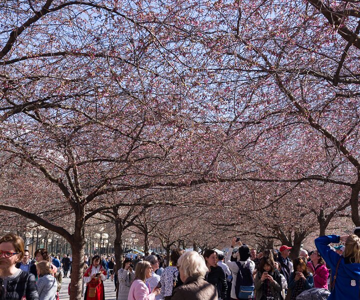 _DSC2663 At Kungsträdgården, the cherry blossoms starting to bloom.